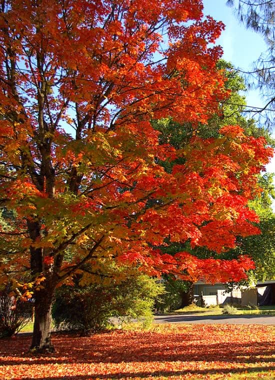 Miniatura 4 de Árbol de arce de azúcar - Planta viva - Plántula de 10-18 pulgadas de alto - Maceta de cuarto de galón - Acer Saccharum