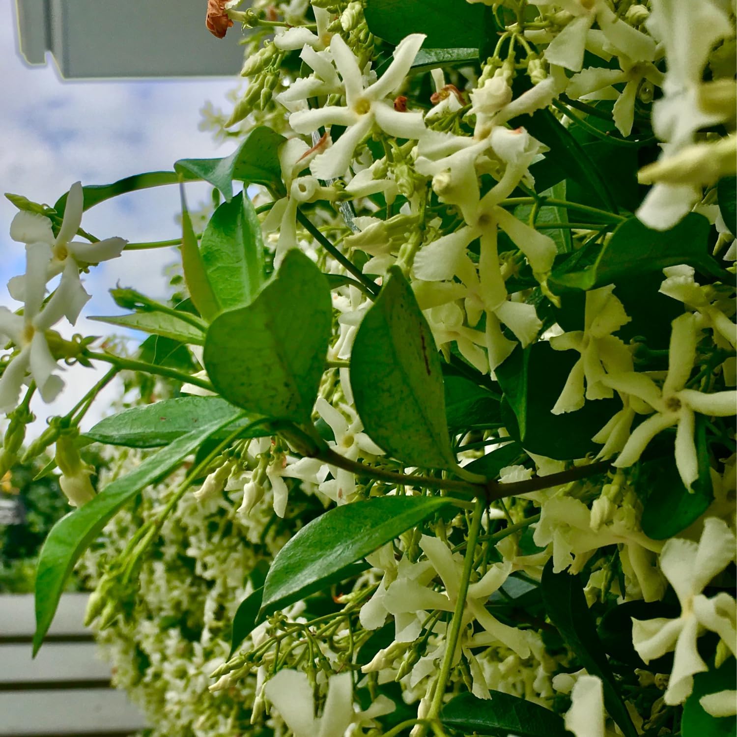 Star Jasmine Live Plant, Live Star Jasmine Plant, White Flowers Vine Live Plants, 4 to 6 Inch Tall, Indoor Outdoor Garden, No Pot, Perennial Flower Starter Plants for Growing