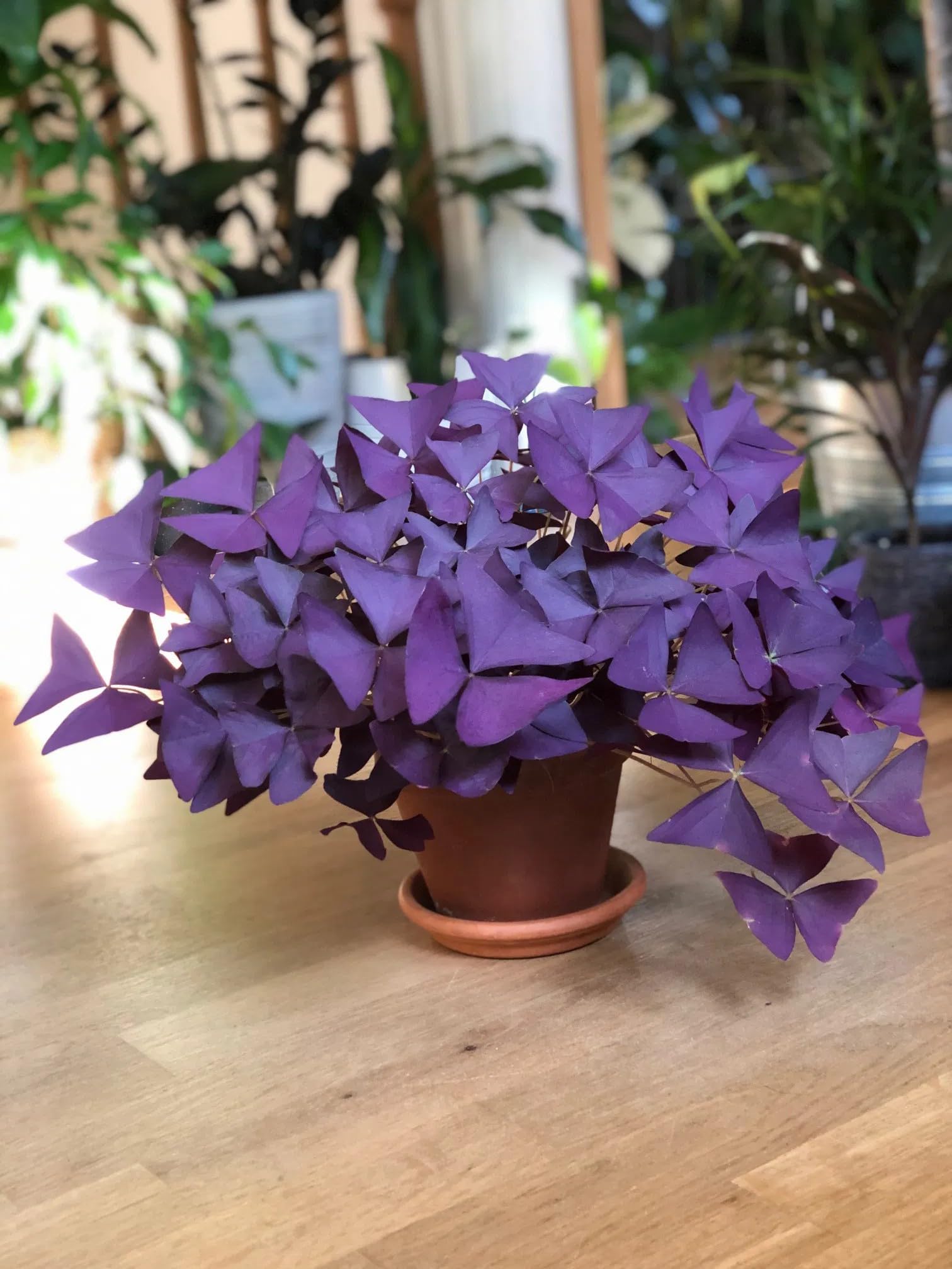 Purple Butterfly/Oxalis Triangularis Live Plant – Decorative Foliage Plant Pack of 1 No Pot-image-27