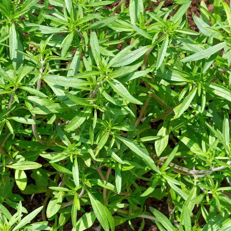 Miniatura 5 de Savory-Summer (500 semillas)