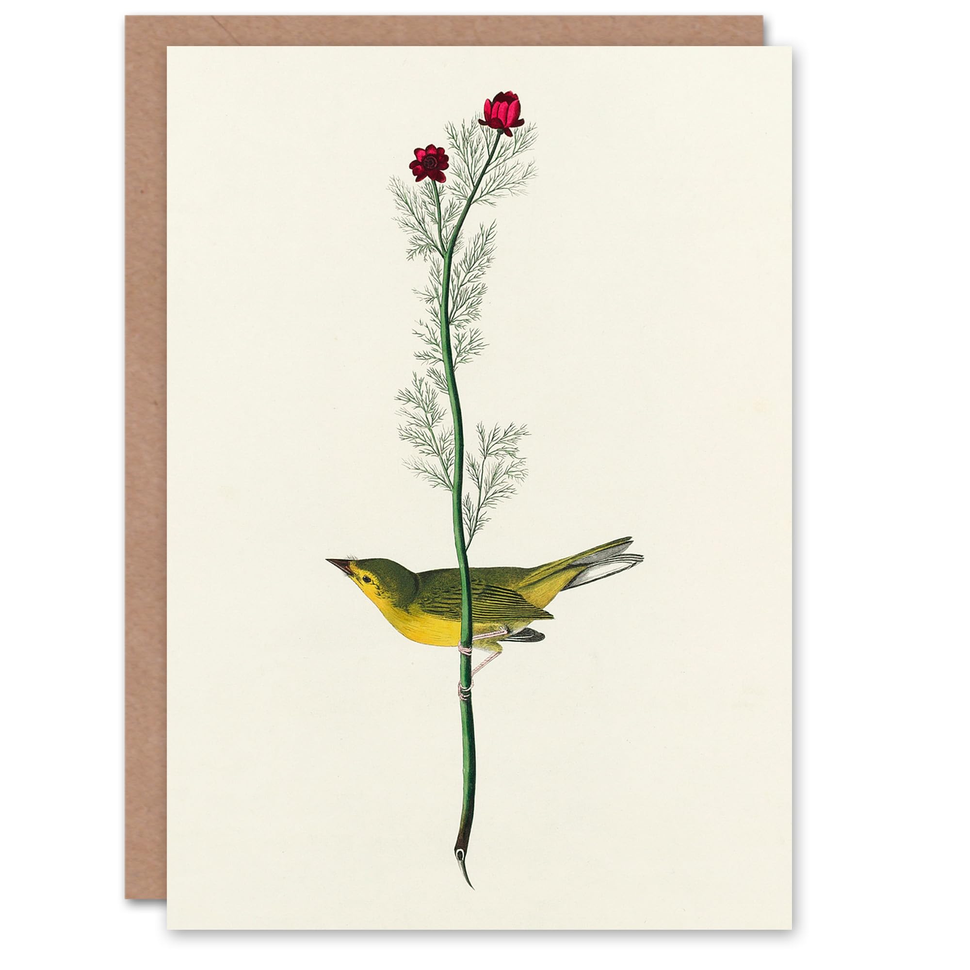 Artery8 John James Audubon Art Card Selbys Flycatcher Bird