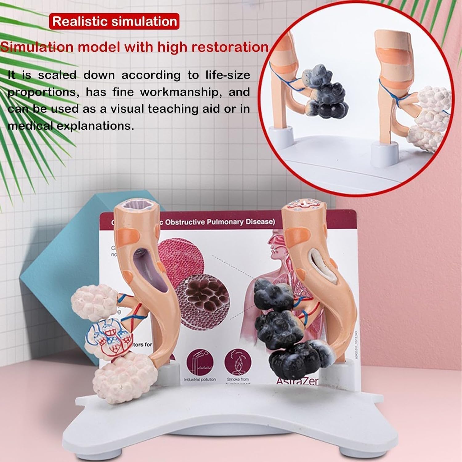 Model anatomiczny pęcherzyków płucnych człowieka, model porównawczy pęcherzyków płucnych patologicznych i zdrowych, powiększony model struktury pęcherzyków płucnych, do celów edukacyjnych