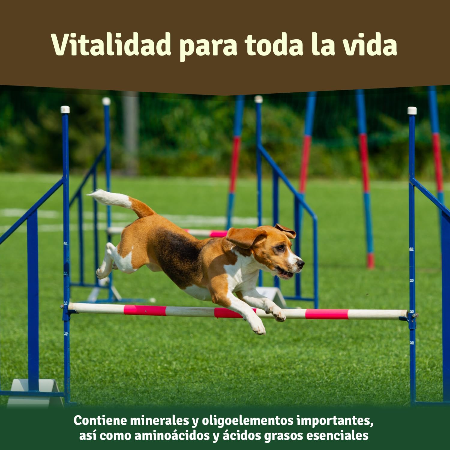 Veddelholzer - Polvo de mejillón Verde Natural para Perros, 500 g, extracto de Labio Verde con Alta aceptación en Todos los Perros condroprotector
