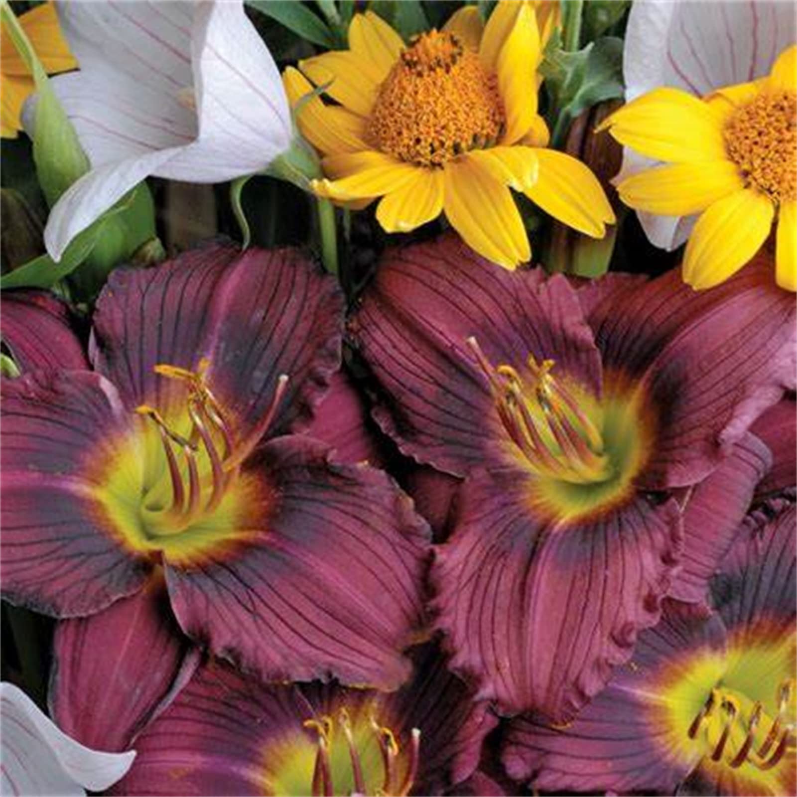 Golden Jade Carving, Daylily Rhizome. Perennial for Garden Planting/That Grow Fast, Daylily Bulbs Hemerocallis Bulbs for Planting Now UK, 5Bulbs-J