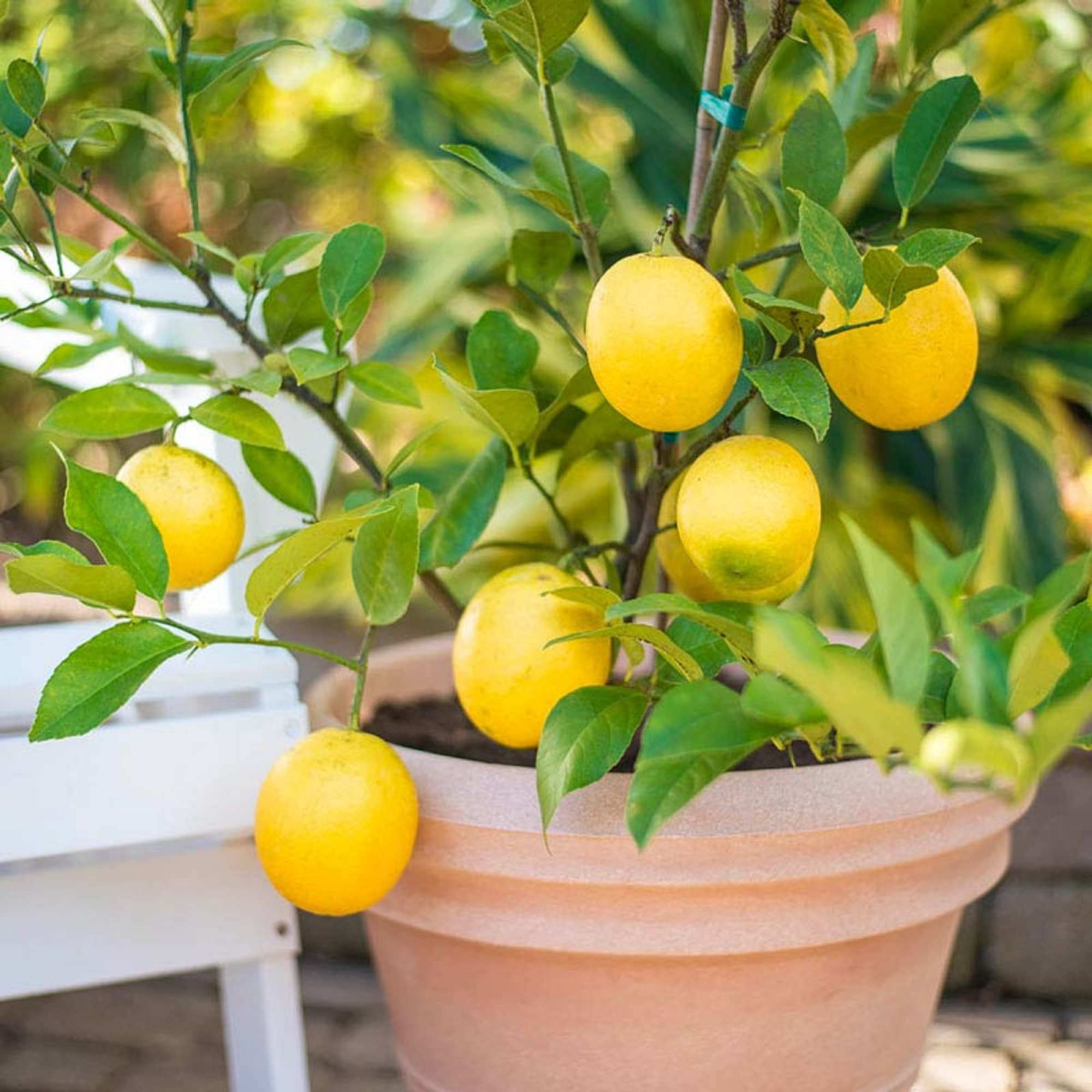 Amazon.com : CHUXAY GARDEN 10 Seeds Citrus Limon 'Meyer