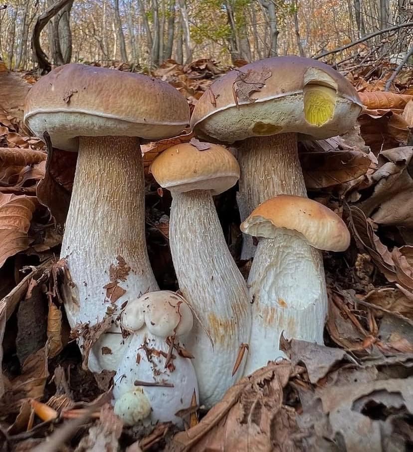 Vista 3 de Setas Porcini Esporas No GMO Heirloom 100 Semillas