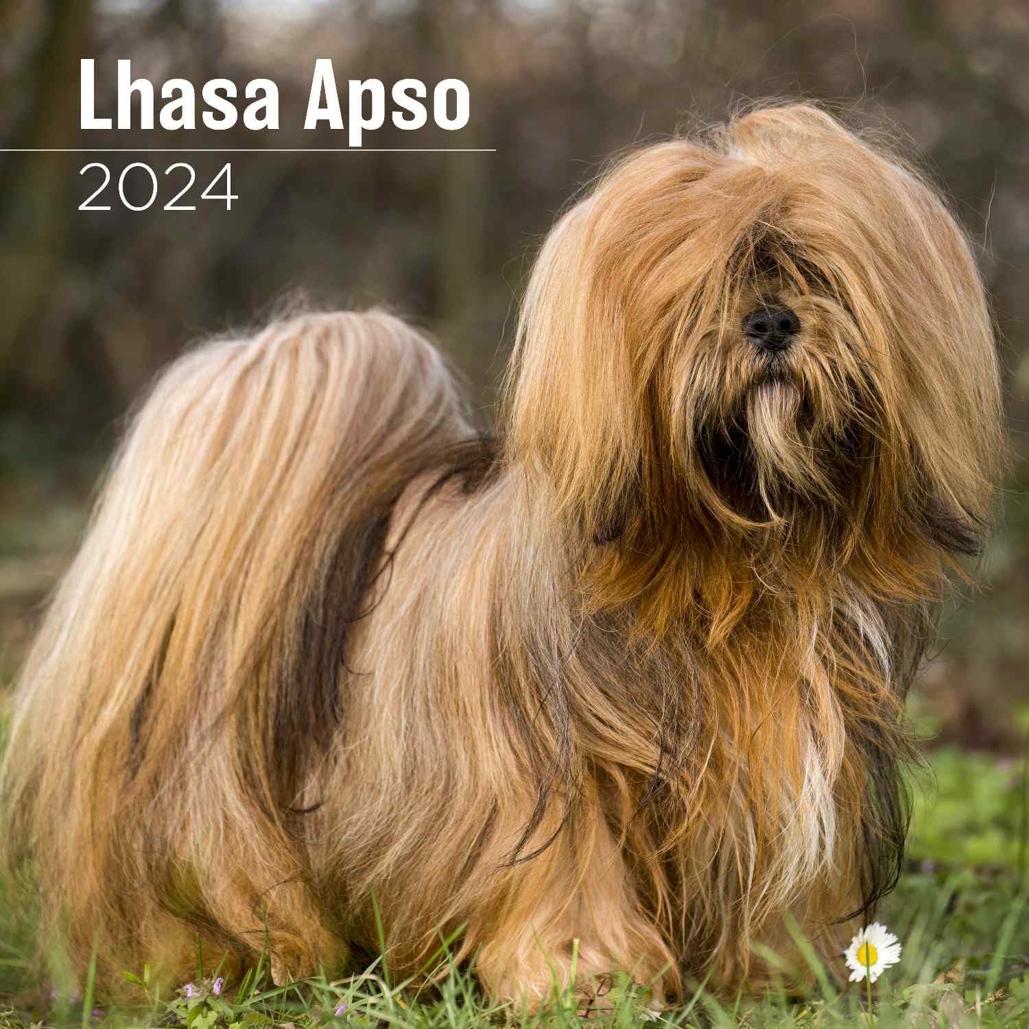2026 Lhasa Apso Calendar - Dog Breed Wall Calendar - 12 X 24 Open - Thick No