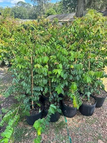 Starfruit Tree in 3 Gallon, Grafted Starfruit Fruit Plants Live for Planting Outdoors, No Ship to CA