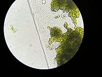 Review Image by Will Will