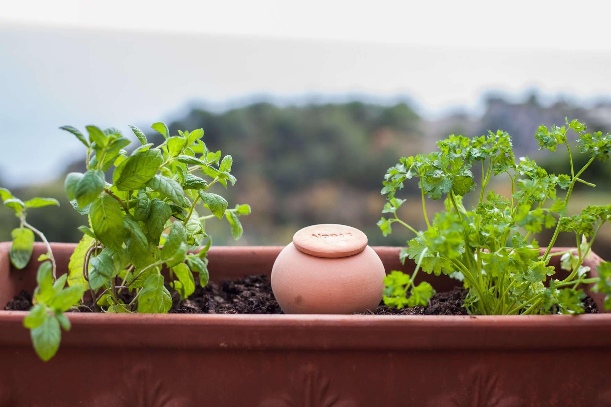 Oyas a 3 Oyas à Planter de 300 ML en Terre Cuite avec Couvercle - ollas pour Plante intérieure et extérieure - Goutte à Goutte par capilarité