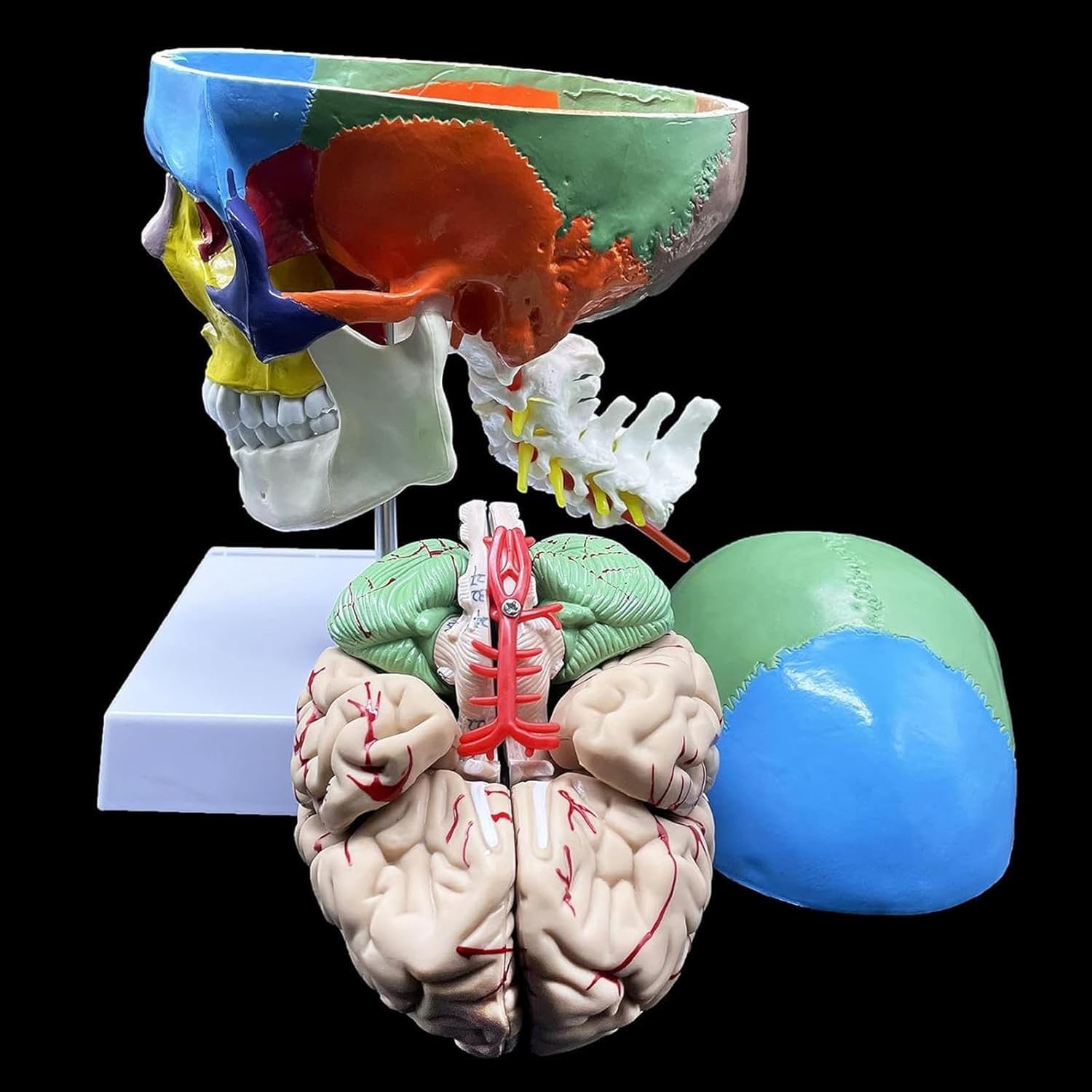 Modello anatomico del cranio umano con cervello e vertebra cervicale, a grandezza naturale, partizionato per insegnamento in aula scientifica, strumento educativo per studi di anatomia