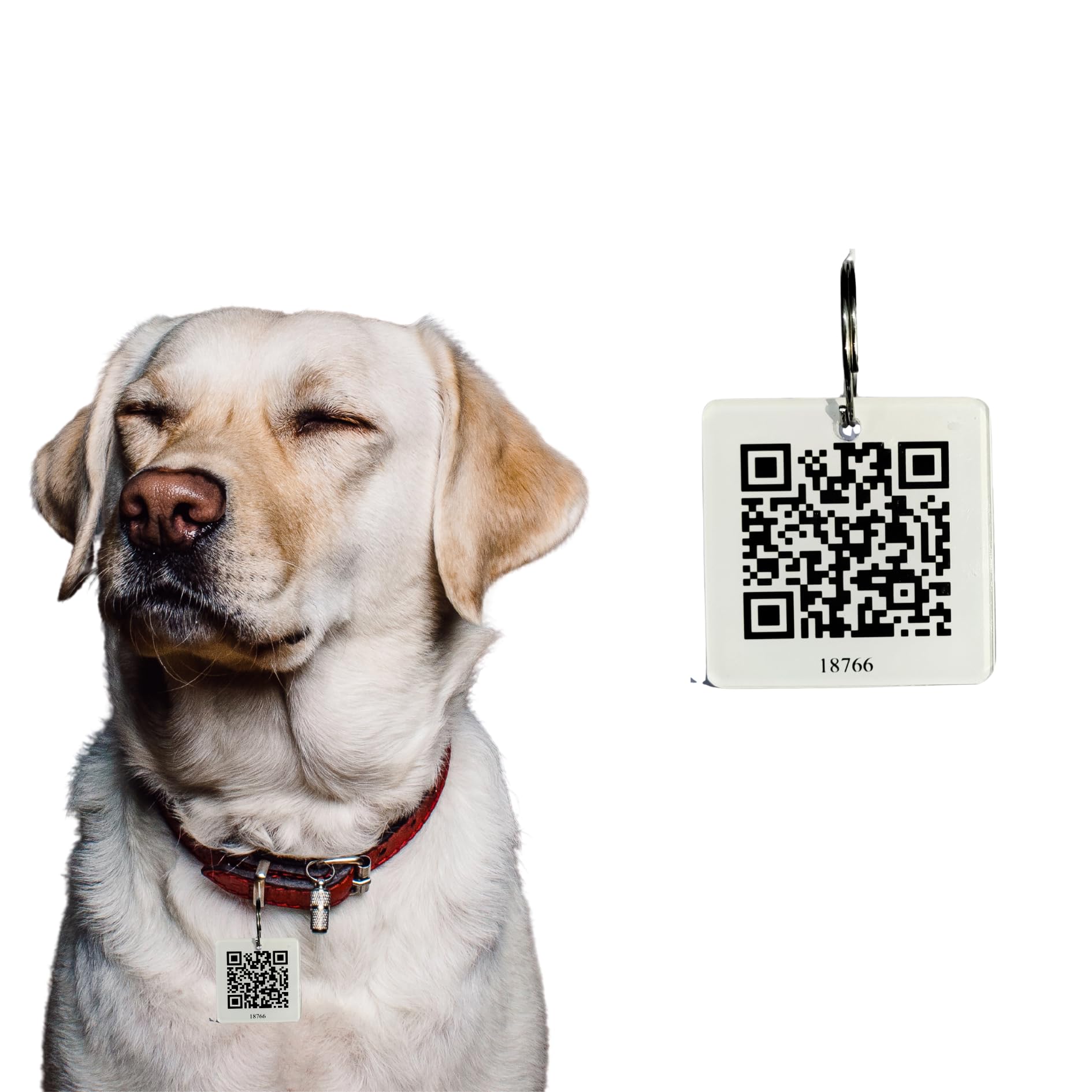 Smart Acrylic QR Code for Dogs - Secure ID & Medical History Tag | Pet Safety Tracker (B0CRB81156) Amazon Price History, Amazon Price Tracker