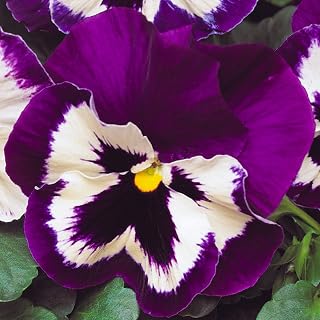 Pansy Purple and White | Colourful Flowering Garden Ready Bedding Plants 6 Pack