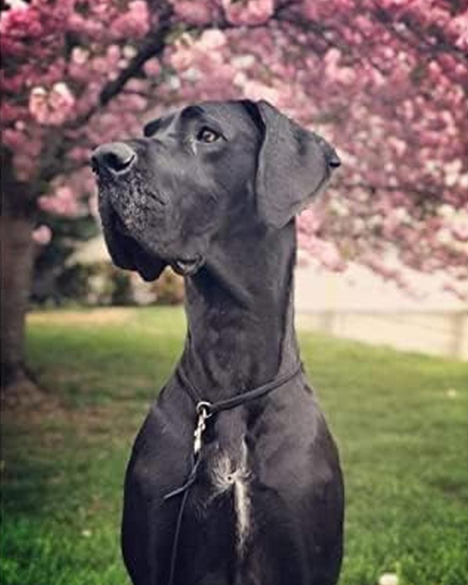 Wingkin Stamped Cross Stitch Kits Animal Great dane 11CT Advanced Pre-Printed Cross-Stitch Pattern Embroidery DIY Beginner Adults Kids Home Decoration （40x50cm）