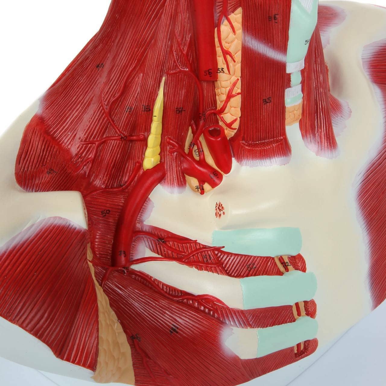 Axis Scientific Complete Human Head and Neck Anatomy Model with Superficial Muscles and Vasculature - Human Anatomy System Miniature, Scientific Anatomy Model, Demonstration Skill Educational Model