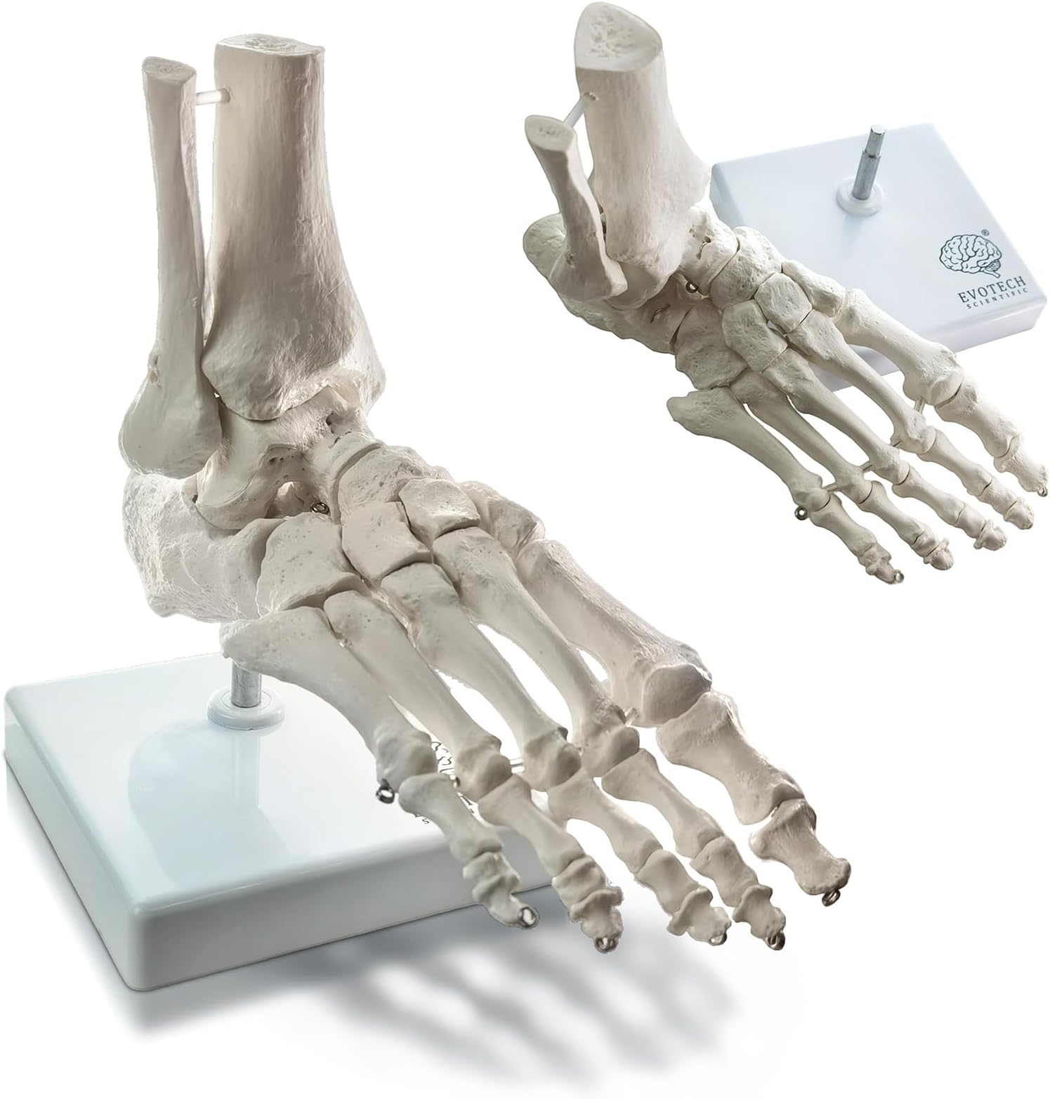 EVOTECH SCIENTIFIC Human Foot And Ankle Model, Life Size Medical Anatomy Foot Skeleton Model W/ Tibia Fibula, Right, Fully Articulated, Human Skeleton Model For Medical Study & Science Classroom