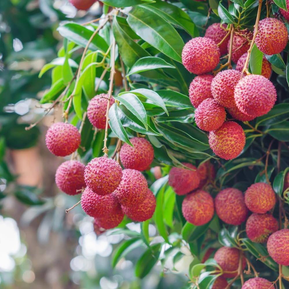 Amazon.co.jp: ライチ すずなり黒葉ライチ 21cmポット【品種で