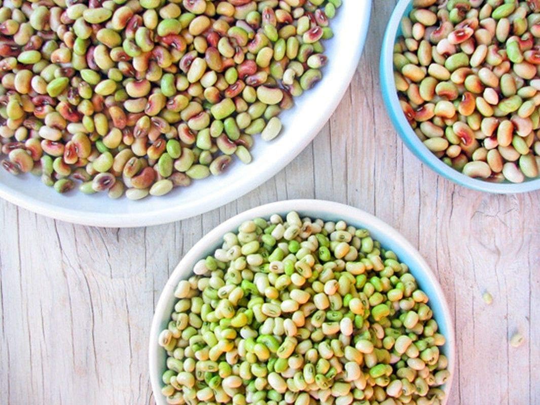 Dixie Lee Crowder Pea - Great Yields- 2 Crops in a Single Growing Season (1000 - Seeds)