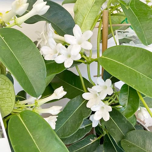 Miniatura 1 de YEGAOL Garden - Semillas de jazmín de Madagascar Stephanotis Floribundas fragantes sin OMG para decorar el hogar, pérgolas enrejadas, para