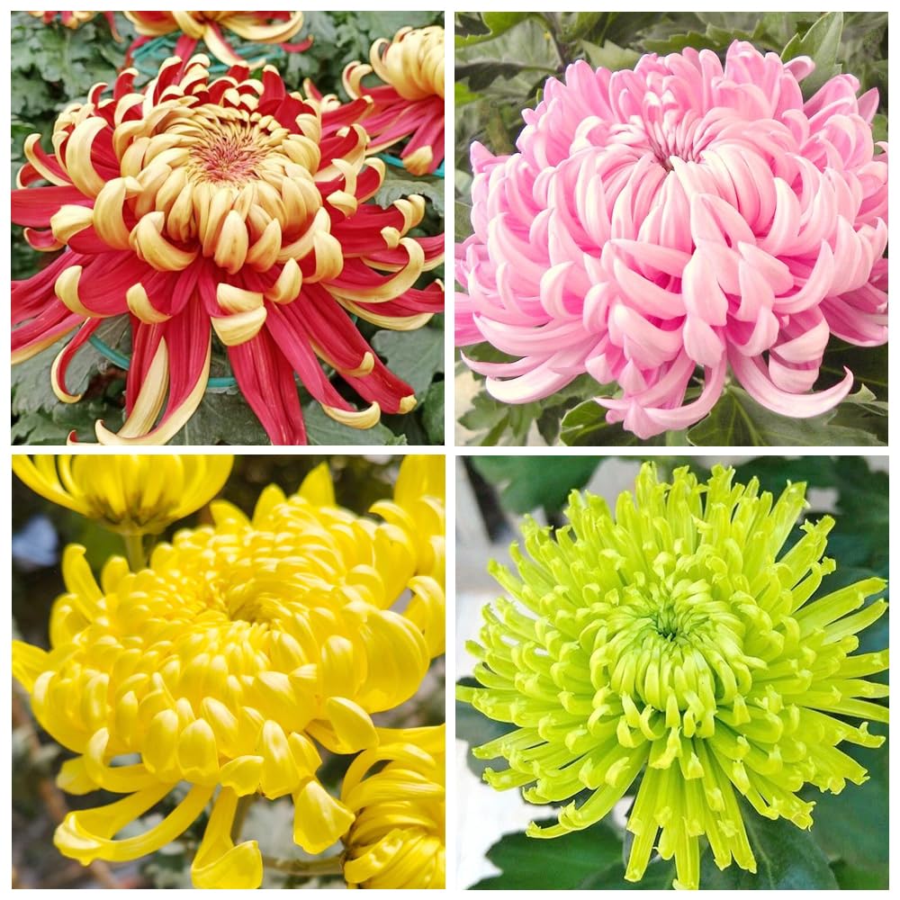100+Rainbow Chrysanthemum Seeds for Planting Outdoors -Perennial Ornamental Flowering Planting Garden and Pots