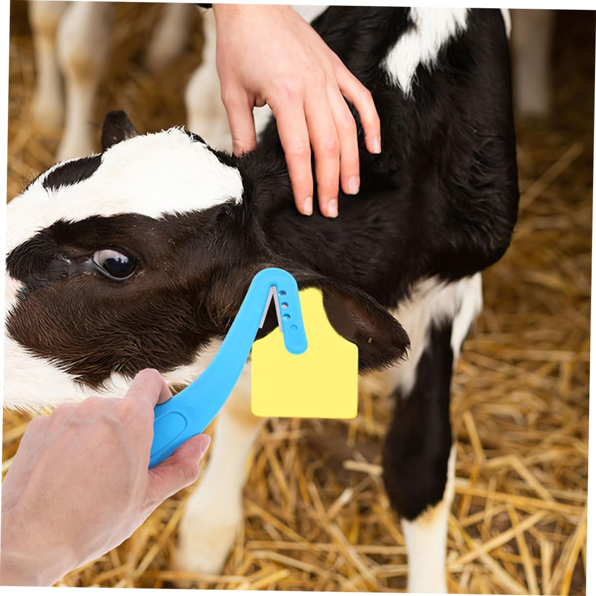 Happyyami 2sets Unloading Label Knife Goat Ear Tag Remover Heavy Duty Ear Tag Removers Livestock Ear Tags Removal Tools Livestock Ear Tags Remover Cattle Ear Tag Removal Tool Steel 2pcs*2