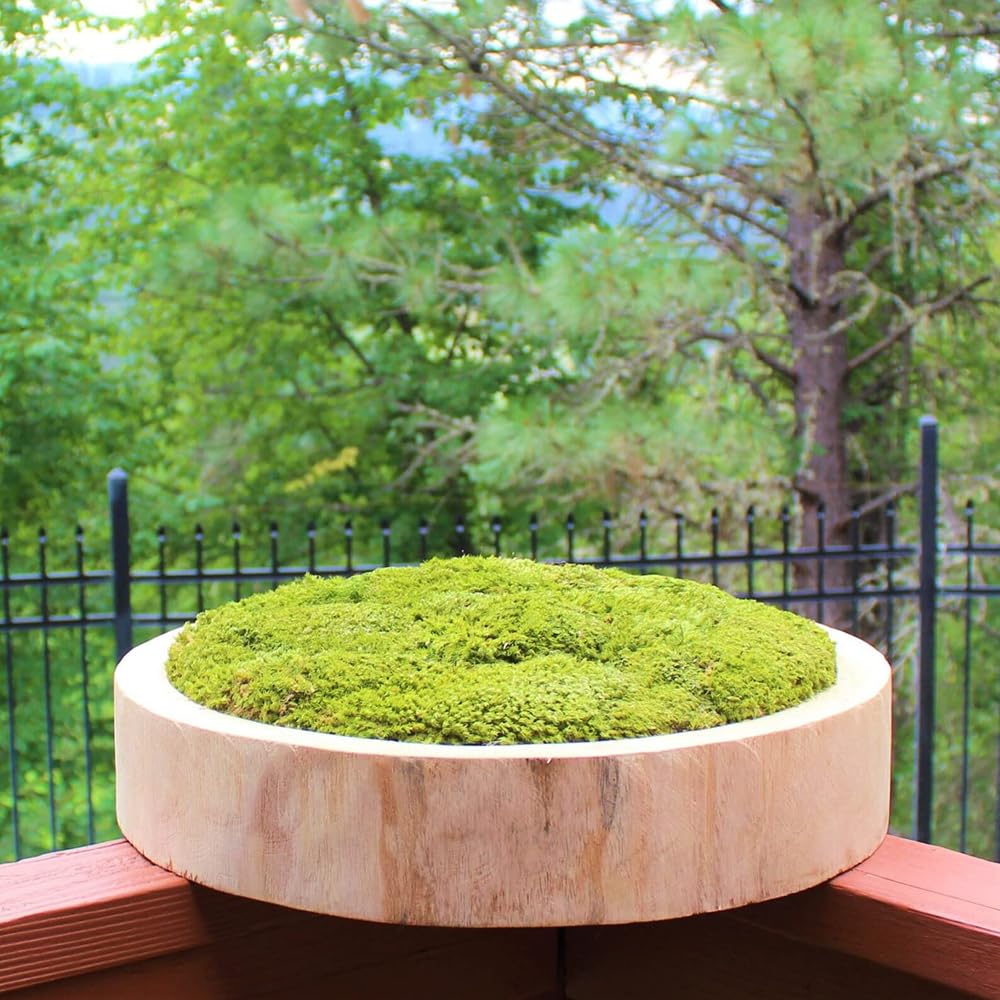 Grand plateau décoratif en bois de paulownia sculpté à la main pour pâte à racines, plateau de service en bois véritable pour mariage, décoration de ferme, naturel (avec guirlande de perles en bois)