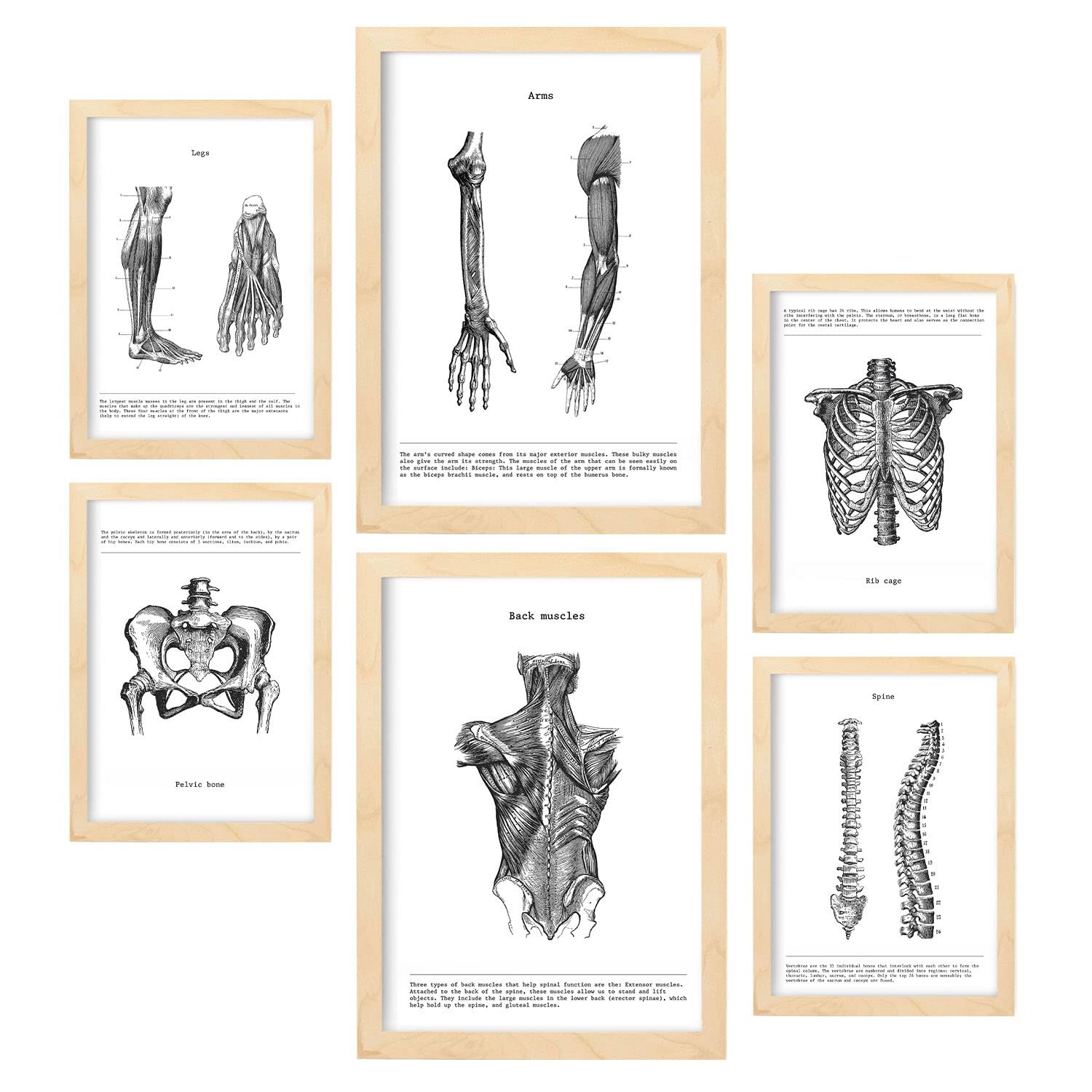 Nacnic โ Set of 6 Body anatomy frames Muscles and Bones (back, leg, arm, spine, pelvis, ribs). Posters ideal for clinics. Sizes A3 and A4, with wooden frame.