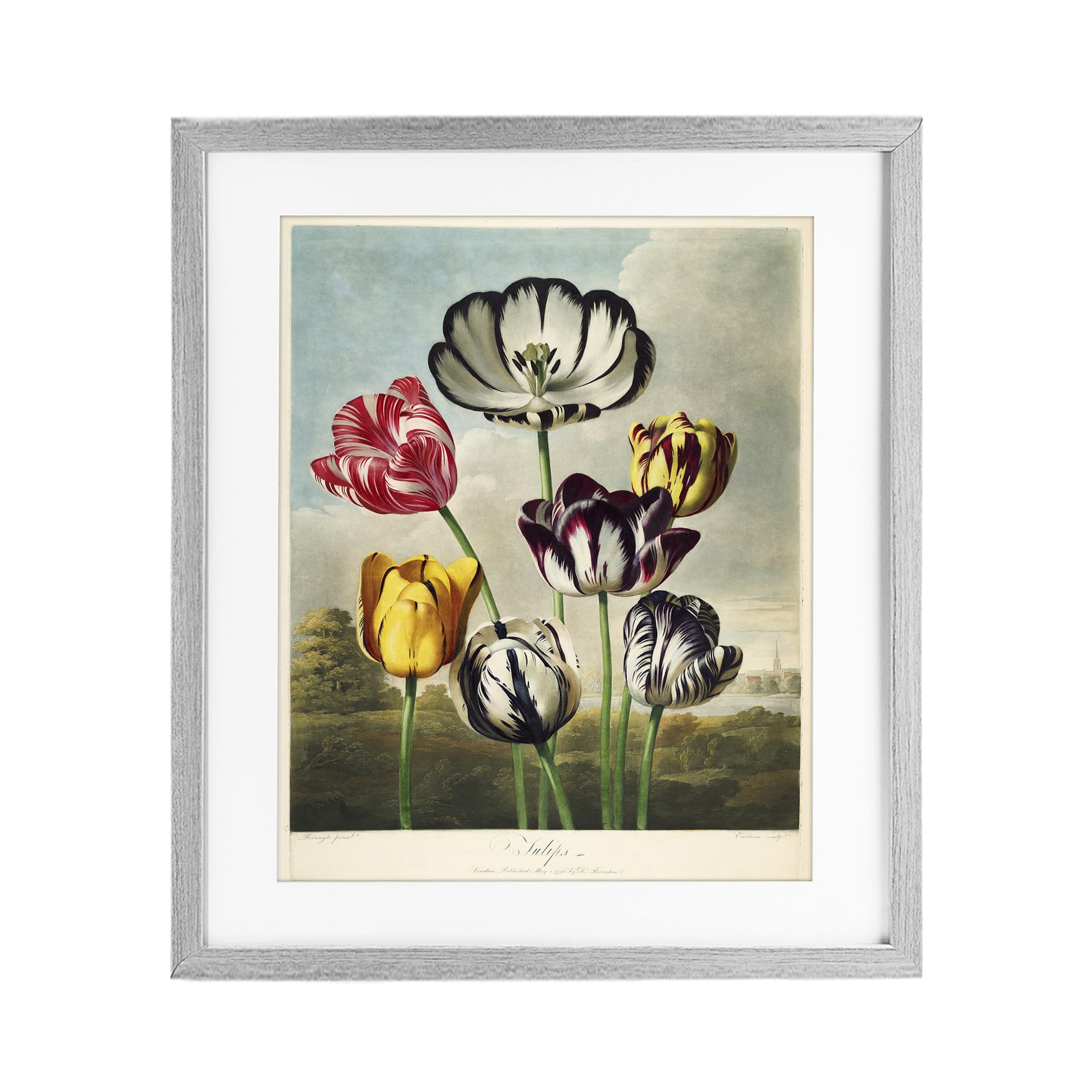 Stupell Industries 'Tulips From The Temple', Framed Print Under Glass, Gray, 13 x 16 Inches, Easy to Hang and Sturdy, Made in USA, by Print Collection