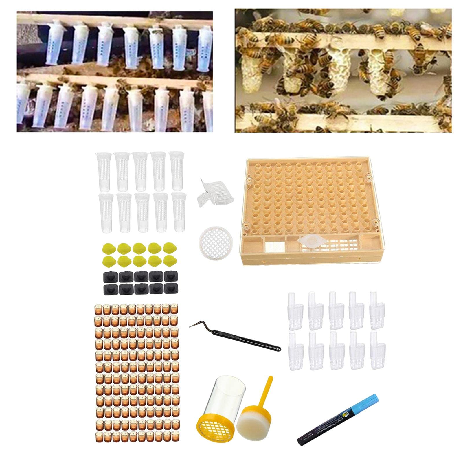KESOTO Coffret D'élevage de Cages à Reines Contenant des Cellules Productives pour D'œufs et L'élevage de Reines