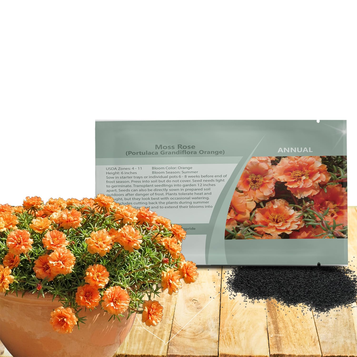 Amazon.com : Outsidepride Orange Moss Rose Seeds - 5000 Pcs Annual