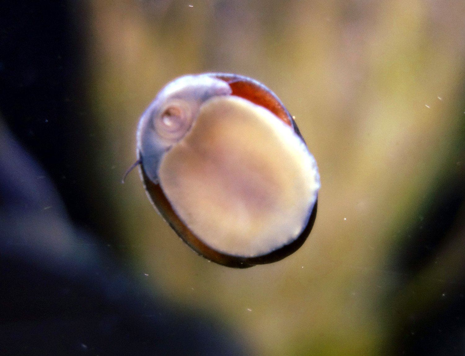 10 Stück Helmschnecke / Anthrazit-Napfschnecke (Die Algenfressmaschine) Neritina / Natürliche Algenbekämpfung für Aquarien von 80-120 Liter