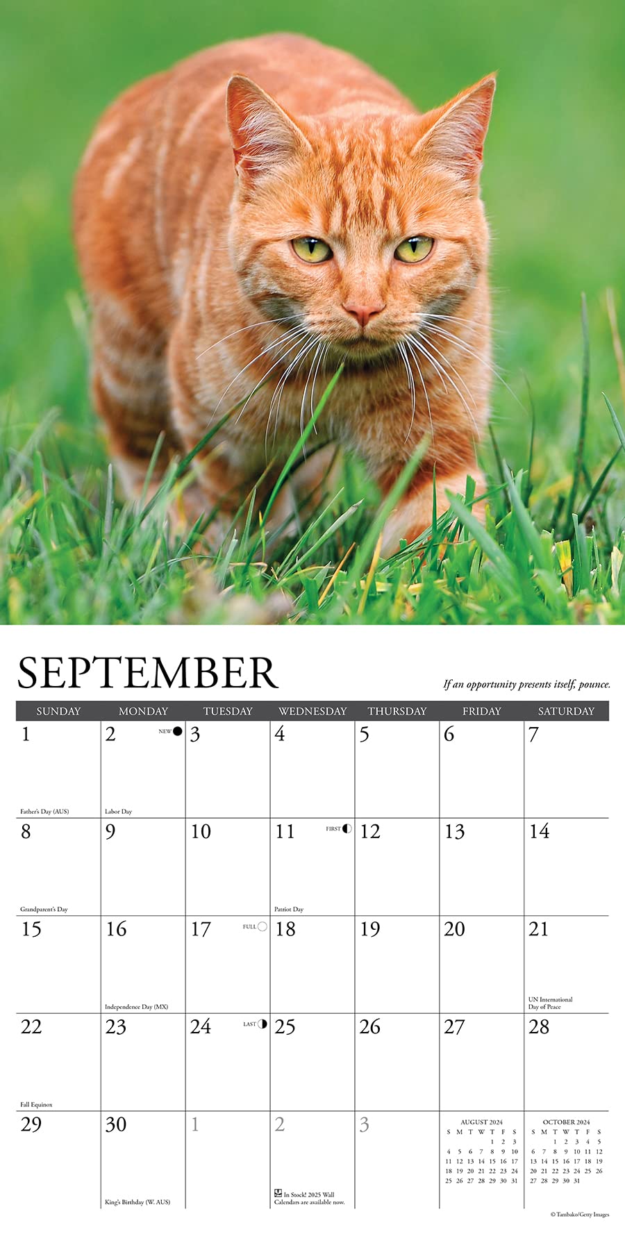30 Cats That Won A Spot In Our Yearly Calendar, Posing Next To