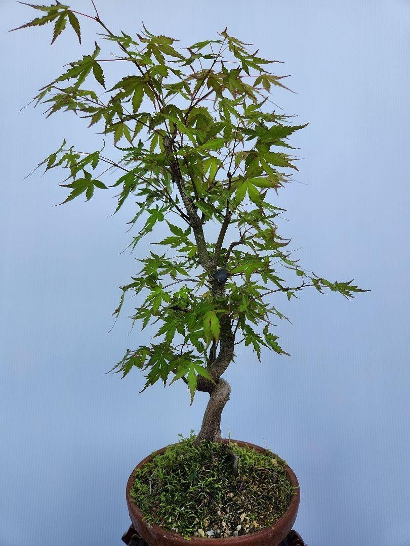 赤松 盆栽 苔 松 一位盆栽ジンシャリ真柏杜松黒松赤松五葉松