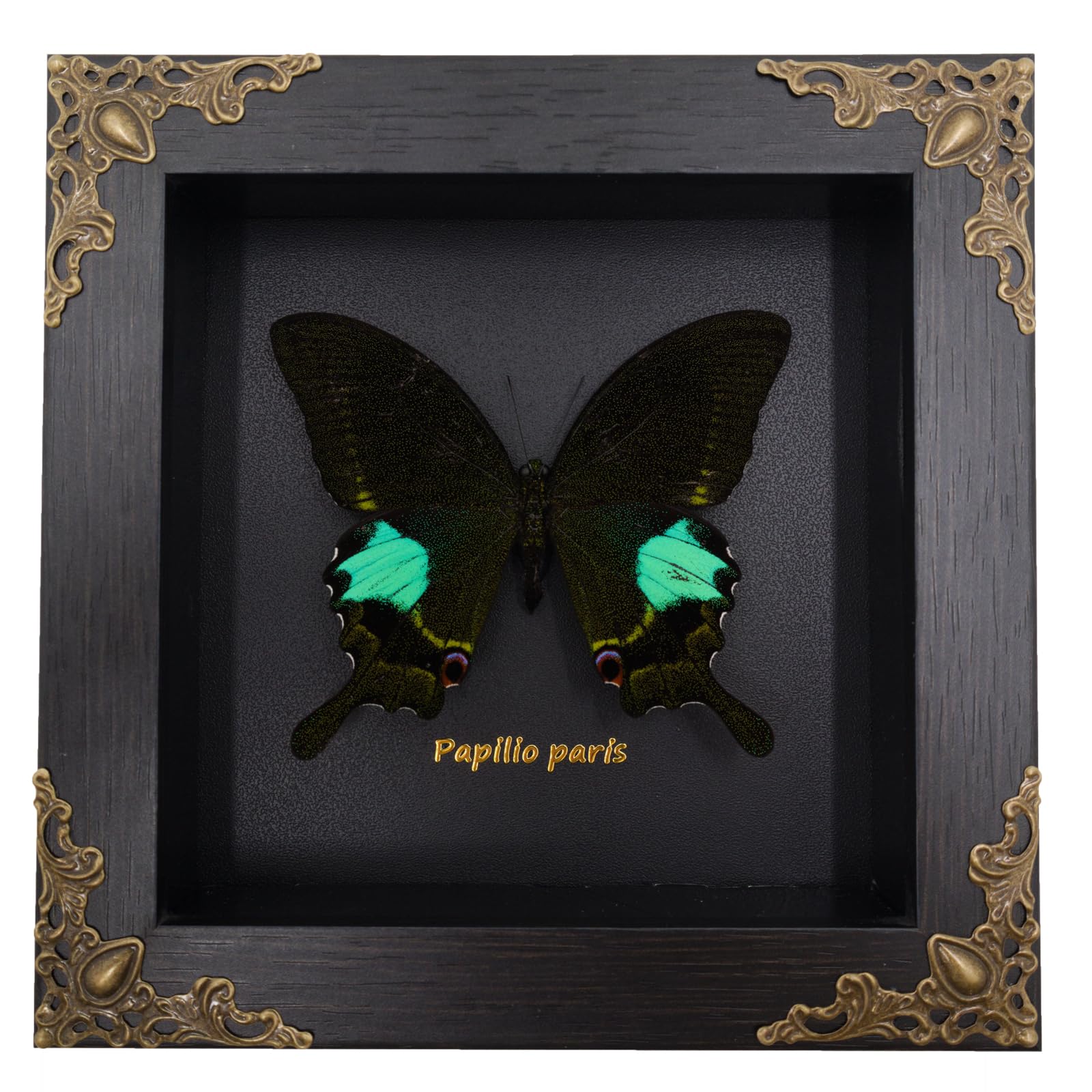 AgaoecePapilio paris Framed Butterfly Decoration - Butterfly Shadow Box, Handmade Wood Framed Butterfly in a Box for Tabletop Wall Art Decoration Artwork Living Reading Gallery