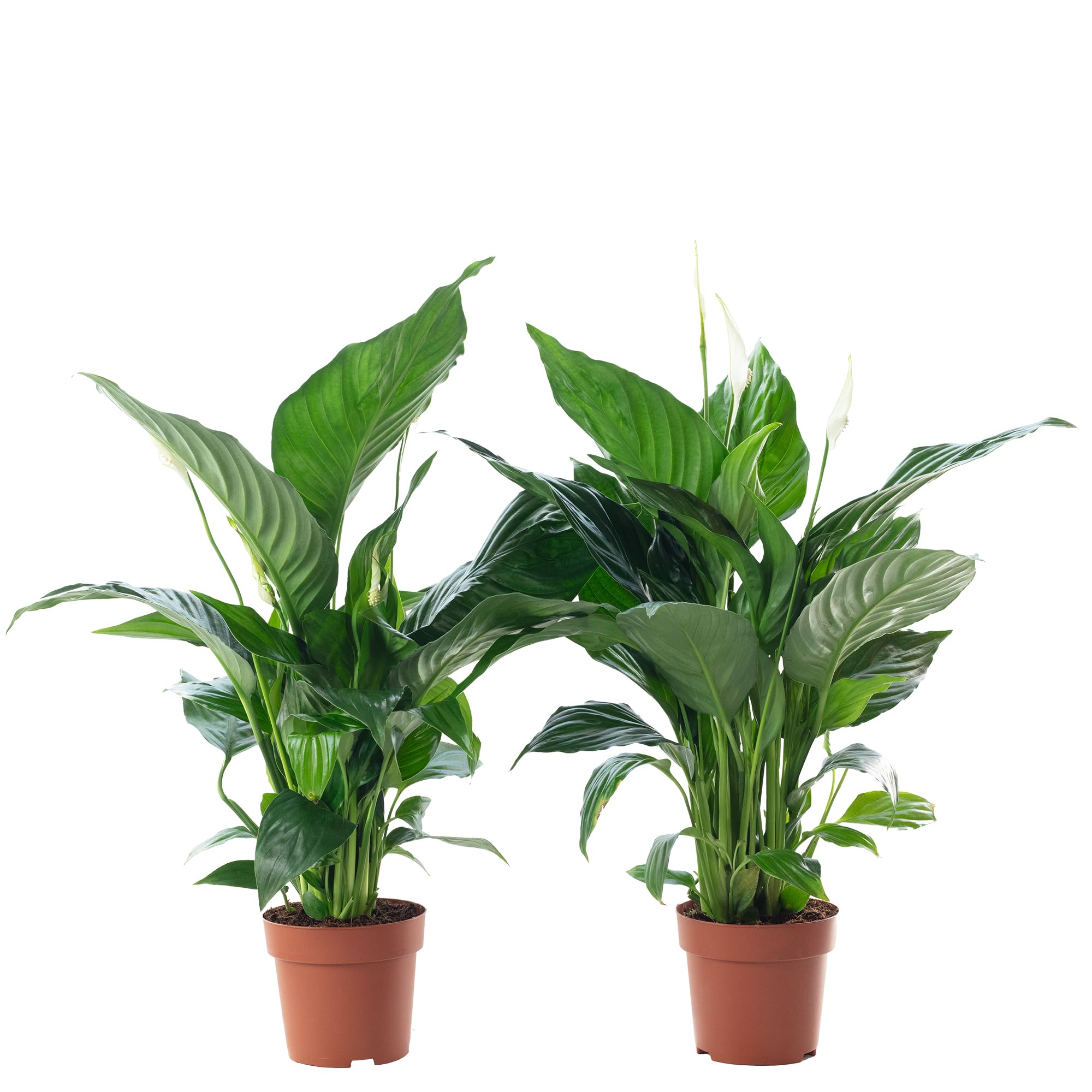 2er-Set Einblatt 3-5 Blüten/Knospen - echte Zimmerpflanze, Spathiphyllum - Höhe ca. 50 cm, Topf-Ø 13 cm