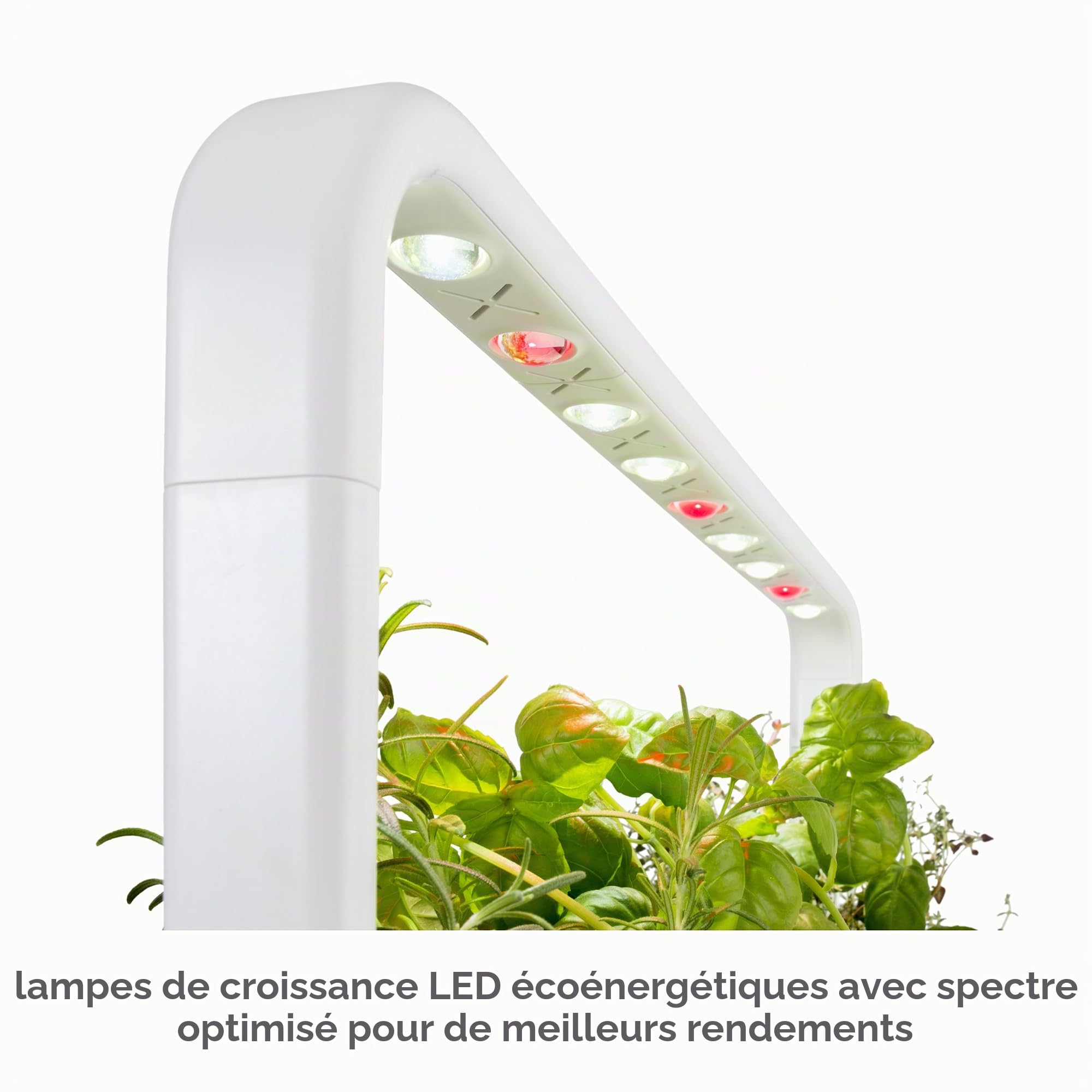 Click & Grow Smart Garden, Potager Intérieur Connecté Avec 9 Capsules Prêtes à Pousser, Éclairage et Arrosage Automatiques, Plus Facile que la Culture Hydroponique | Hydroponique Simplifié. Éclairage et Arrosage Automatiques. Kit complet (basilic, tomate,