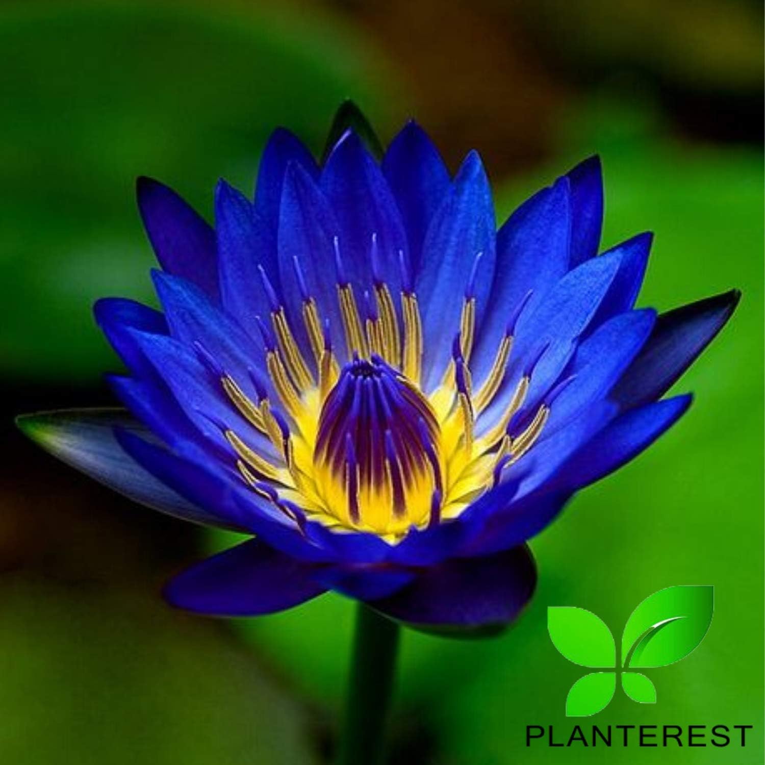 Water Lily Tuber 4 Pre-Grown Hardy Lily Rhizome Live Aquarium Plant