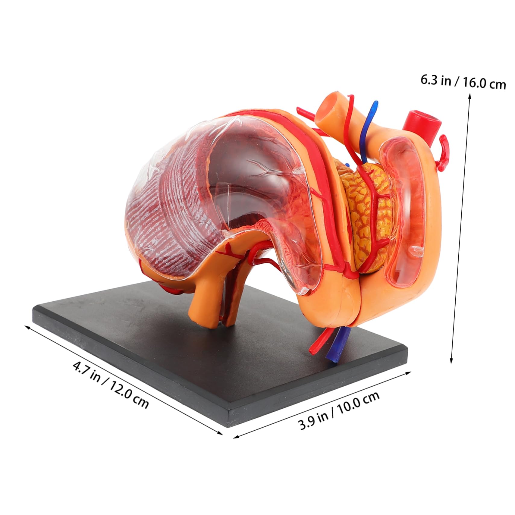 Alipis 1pezzi Modello Anatomico Stomaco in Strumento Didattico Per Materiale Per Insegnamento Biologico Per Dimostrazione Scolastica