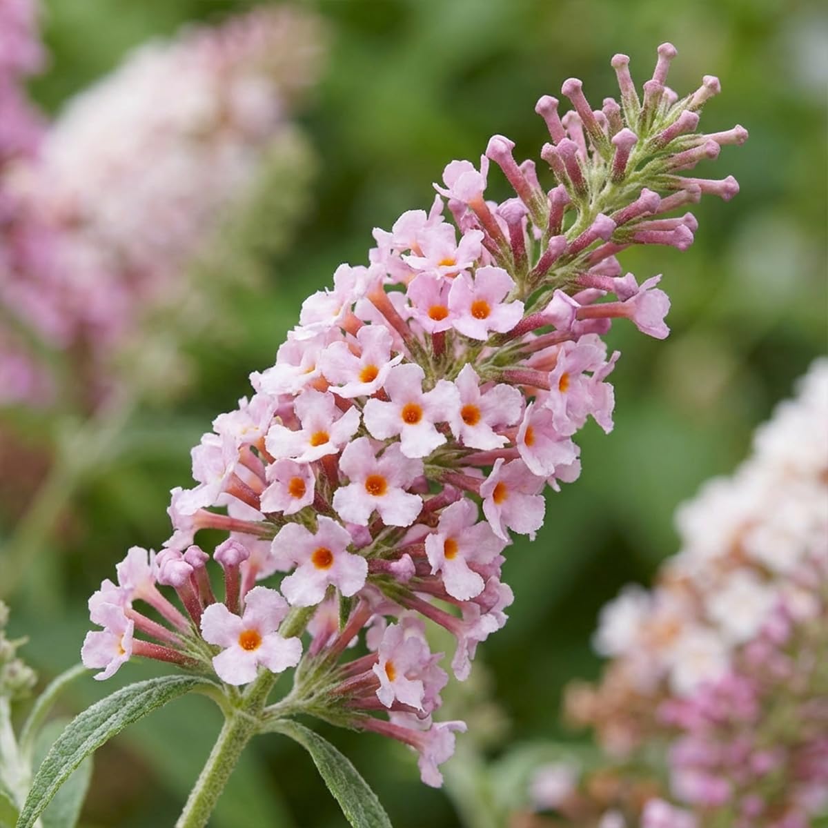 Bloomique - Set di 2 - Buddleja Davidii Duo Rosa Bianco - Cespuglio delle farfalle - Piante da giardino - Resistenti all'inverno - Altezza 30-40 cm - Vaso 17 cm