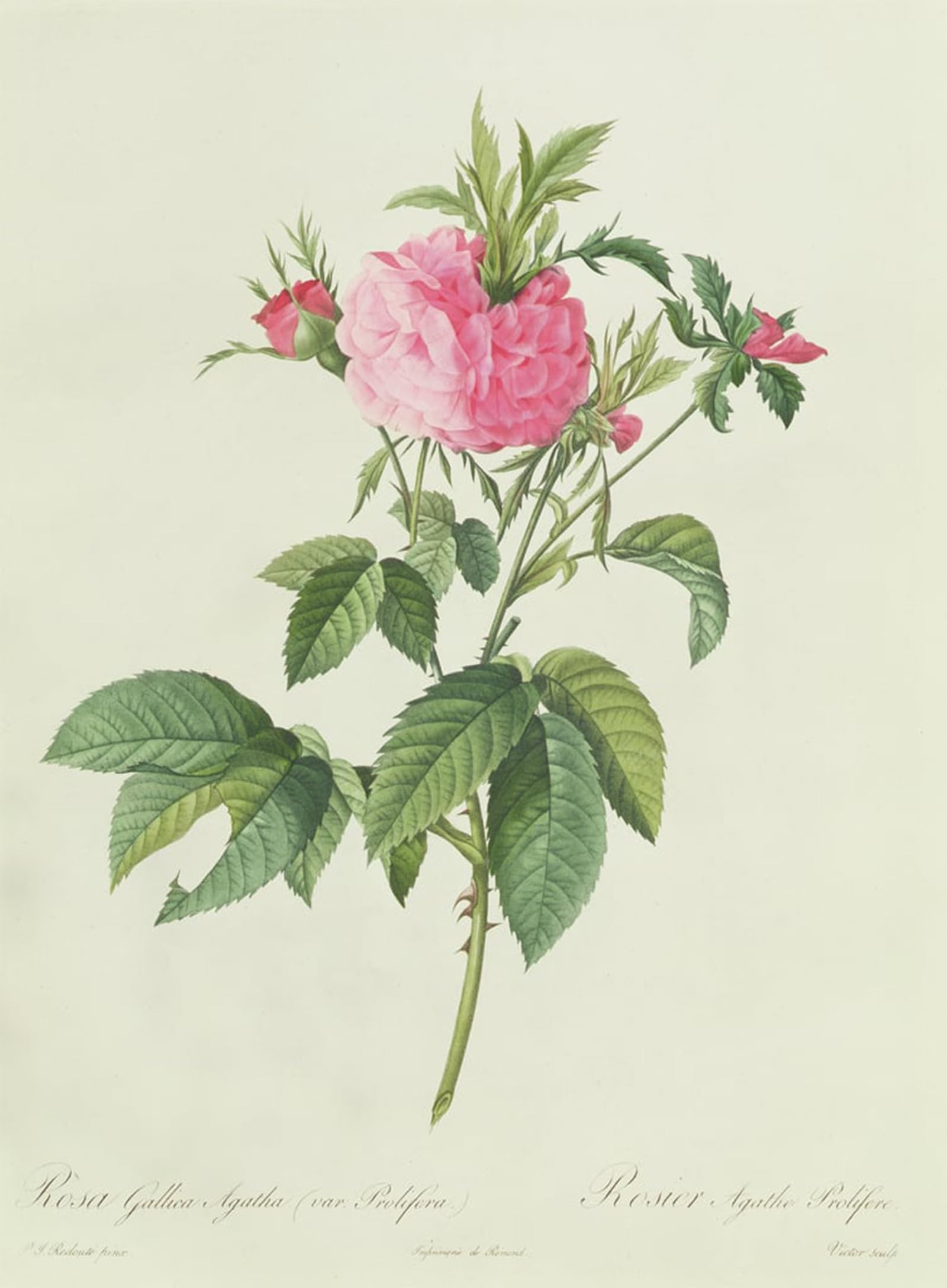 Lienzo Rosa gallica prolifera Pierre Redouté para decorar el salón elegante 5