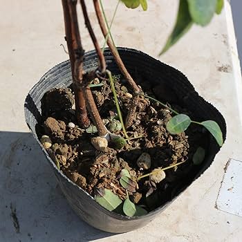 Amazon.co.jp: ITANSE アケビの苗木 品種 五葉アケビ 品種