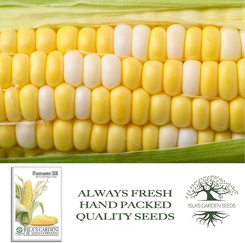 Miniatura 3 de Semillas de maíz dulce bicolor "Fantastic XR" para plantar, más de 50 semillas por paquete, semillas de jardín de Isla (semillas de jardín de Isla)