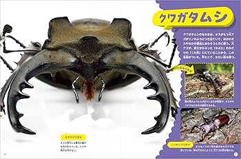 71IyNr40LLL._AC_UF350,