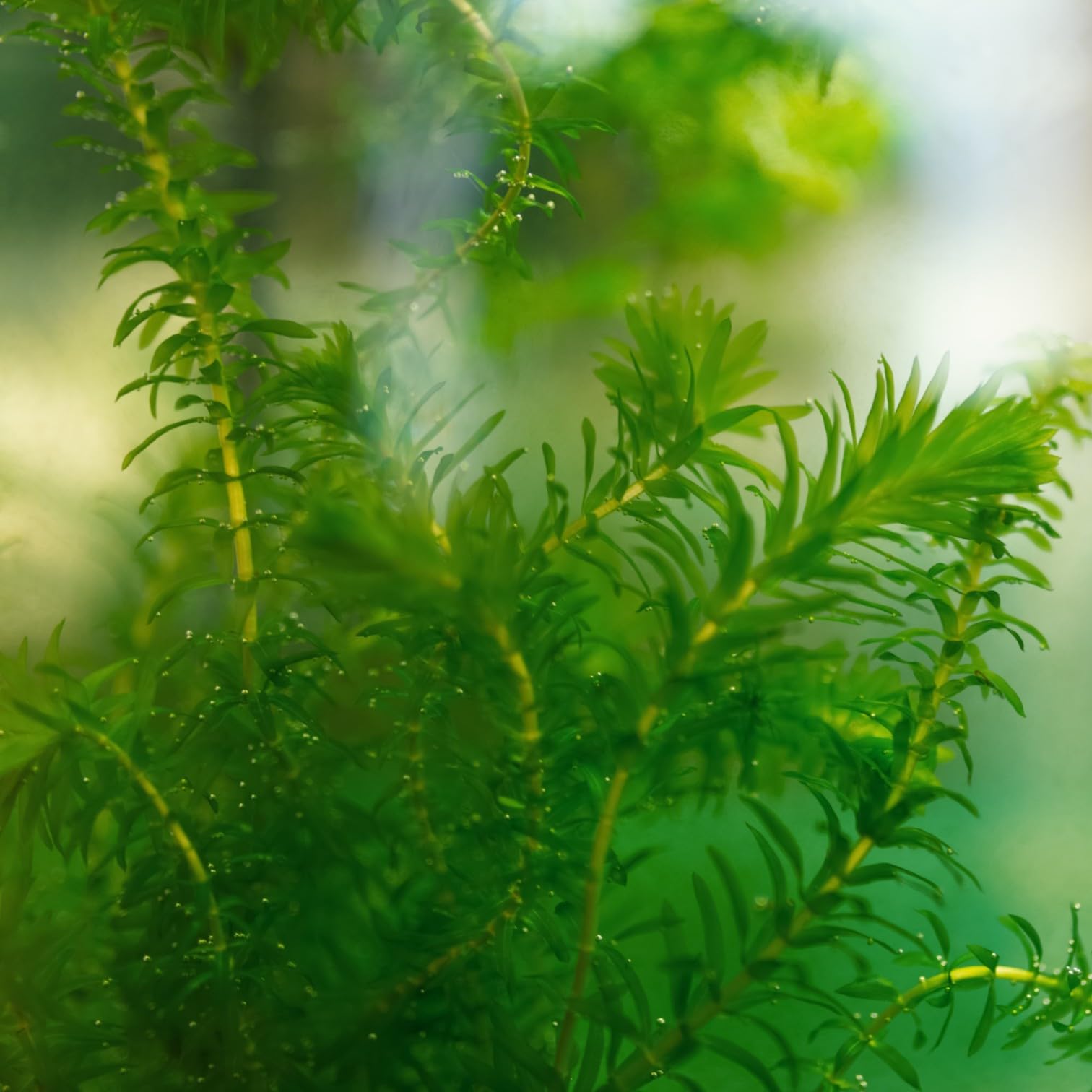 vdvelde - Elodea Egeria Densa - Set da 10 - Pianta Ossigenante per Laghetto & Acquario - Contro Alghe & per Acqua Limpida - Rustica - Pianta Subacquea