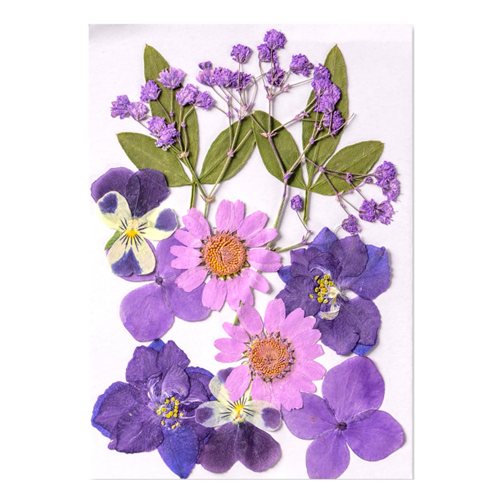 carotoe Natural Pressed Dried Flower Leaves Set for Scrapbooking Jewelry Making Photo Frame Phone Case Bookmarks Decorations Natural Pressed Flowers