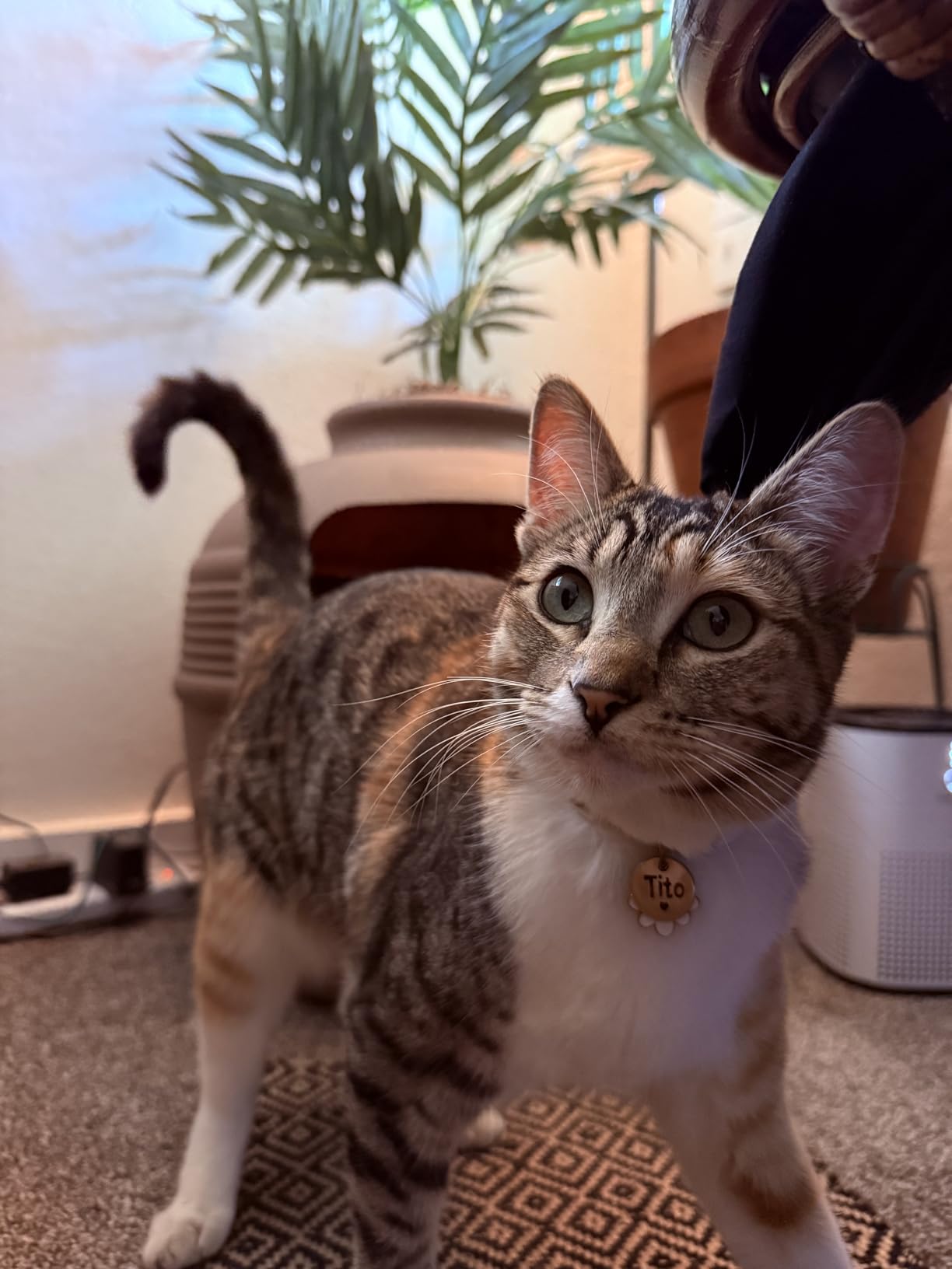 Hidden Litter Box Planter Base Kits