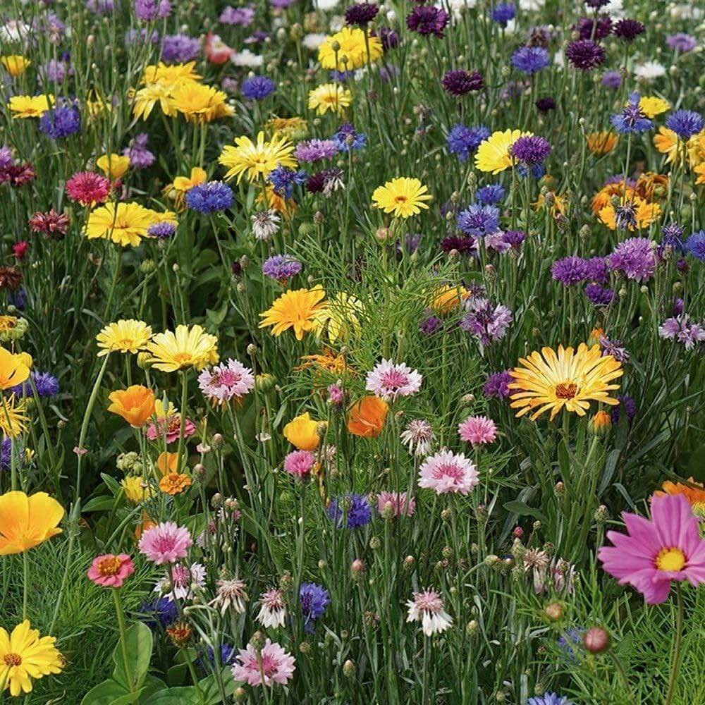 Mr Fothergill’s RHS Flowers for Wildlife Seeds, Bright Flower Seed Mix with Approx 15 Varieties, Long Flowering Display Jun-Oct, Wildlife Friendly Borders and Beds, Nectar and Pollen Rich Mix — view 2