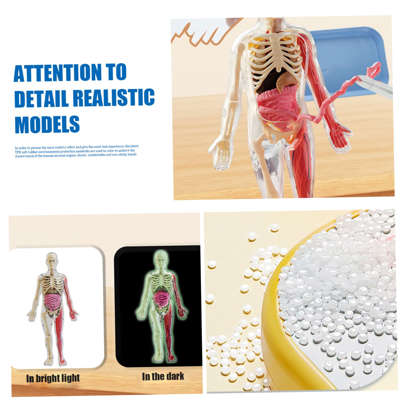 Modelo de Cuerpo Humano para niños, Modelo de anatomía Humana Realista Que Brilla en la Oscuridad, Cuerpo Desmontable de Bricolaje, anatomía educativa para Regalos de niños