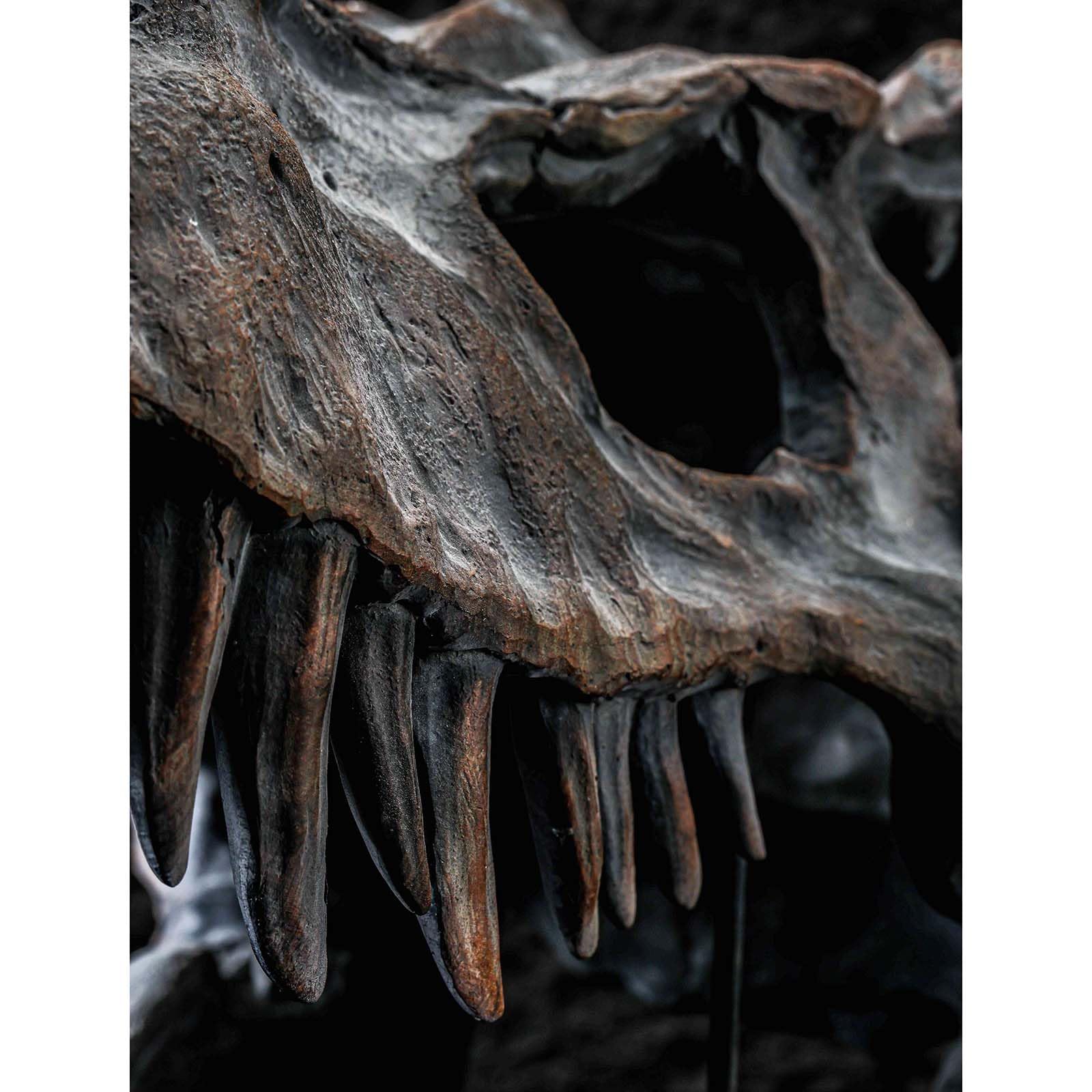 T-Rex Skull Dinosaur Head Statue Fossil Figurine Tyrannosaurus Rex Skull Sculpture per Home Office Decor Shelf Display