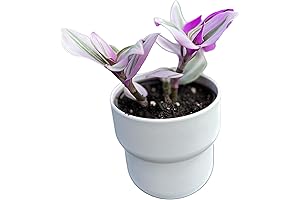 Wandering Jew Tradescantia Nanouk Lilac Live Plants Indoor - Livens Your Spaces with Nature's Beauty